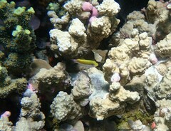 Paracirrhites forsteri