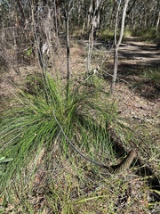 Xanthorrhoea macronema