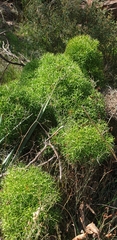 Isopogon ceratophyllus