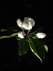Malus asiatica