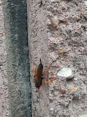 Pimpla