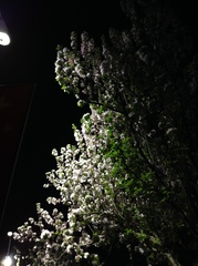 Malus micromalus