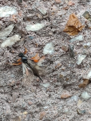 Pimpla
