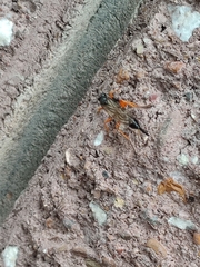 Pimpla