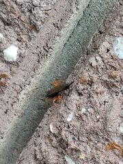 Pimpla