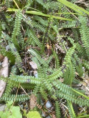 Blechnum penna-marina
