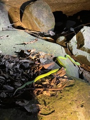 Trimeresurus stejnegeri