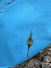 Pterostylis barbata