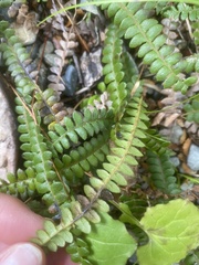 Blechnum penna-marina