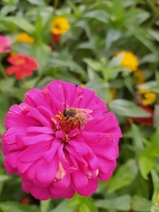 Apis mellifera