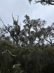 Eucalyptus marginata