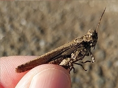 Trilophidia annulata