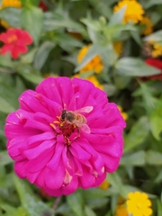 Apis mellifera