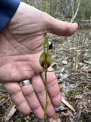 Pterostylis barbata