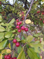Malus baccata