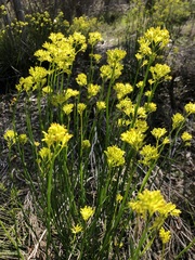 Glischrocaryon behrii