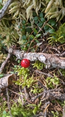 Vaccinium oxycoccos