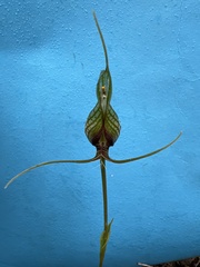 Pterostylis barbata