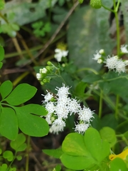 Ageratina