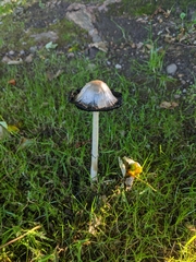 Agaricineae