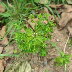 Euphorbia peplus