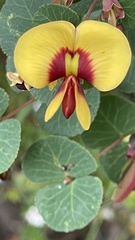 Bossiaea