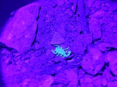 Centruroides sculpturatus