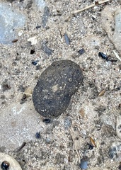 Dasypus novemcinctus