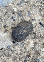 Dasypus novemcinctus