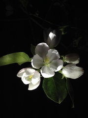 Malus asiatica