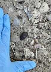 Dasypus novemcinctus