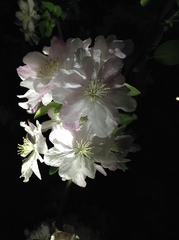 Malus micromalus