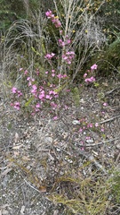 Boronia crenulata