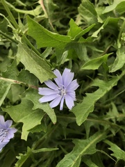 Cichorium