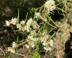 Hakea rugosa