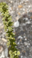 Phyllodineae