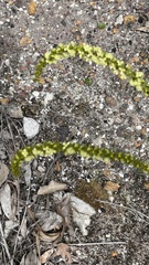 Phyllodineae