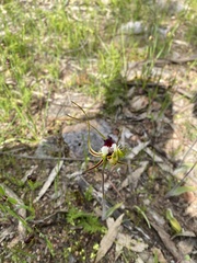Caladenia tentaculata