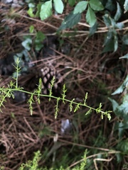 Asparagus acutifolius