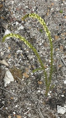 Phyllodineae