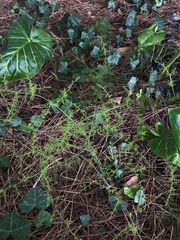 Asparagus acutifolius