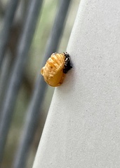 Harmonia axyridis