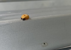 Harmonia axyridis