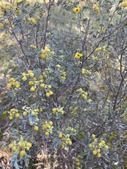 Senna artemisioides coriacea