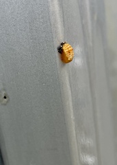 Harmonia axyridis