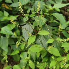 Achyranthes