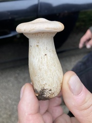 Infundibulicybe geotropa
