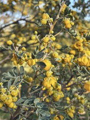 Senna artemisioides coriacea