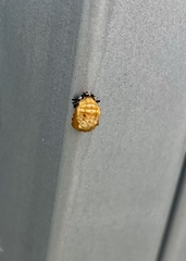 Harmonia axyridis