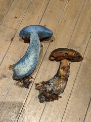 Cyanoboletus pulverulentus